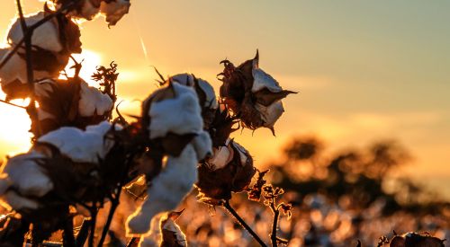 cotton at sunset