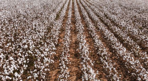 cotton field