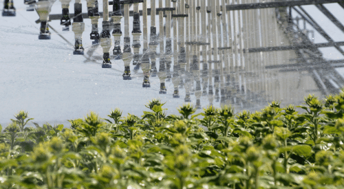 Irrigation pivot over sunflowers