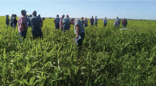 Farmers explore test plots at a forage field day