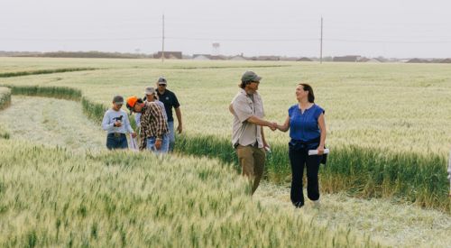 Photo of attendees looking at wheat at the spring field day