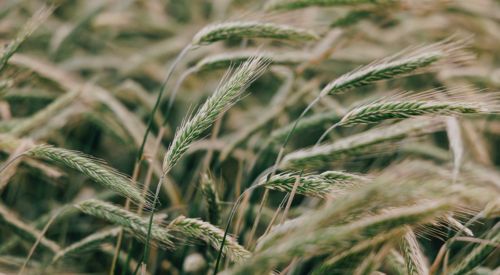 Triticale forage