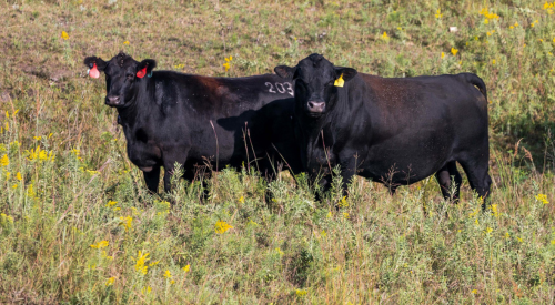 cows on grass