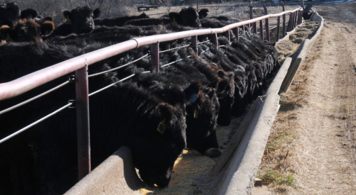 cattle at feed bunk