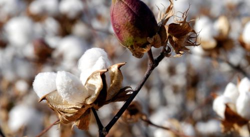 cotton