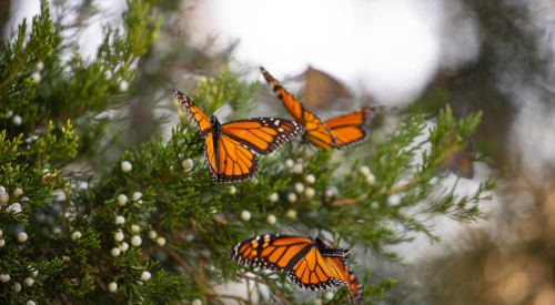 Monarch Butterflies