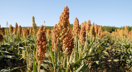 Grain Sorghum