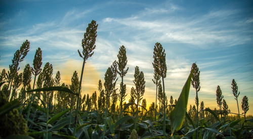 Picture of forage sorghum at sunset on the high plains of Kansas