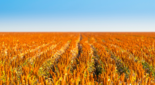 Picture of ripe grain sorghum which is bright red against a blue Kansas sky.