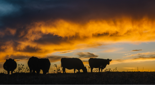 cattle at sunset