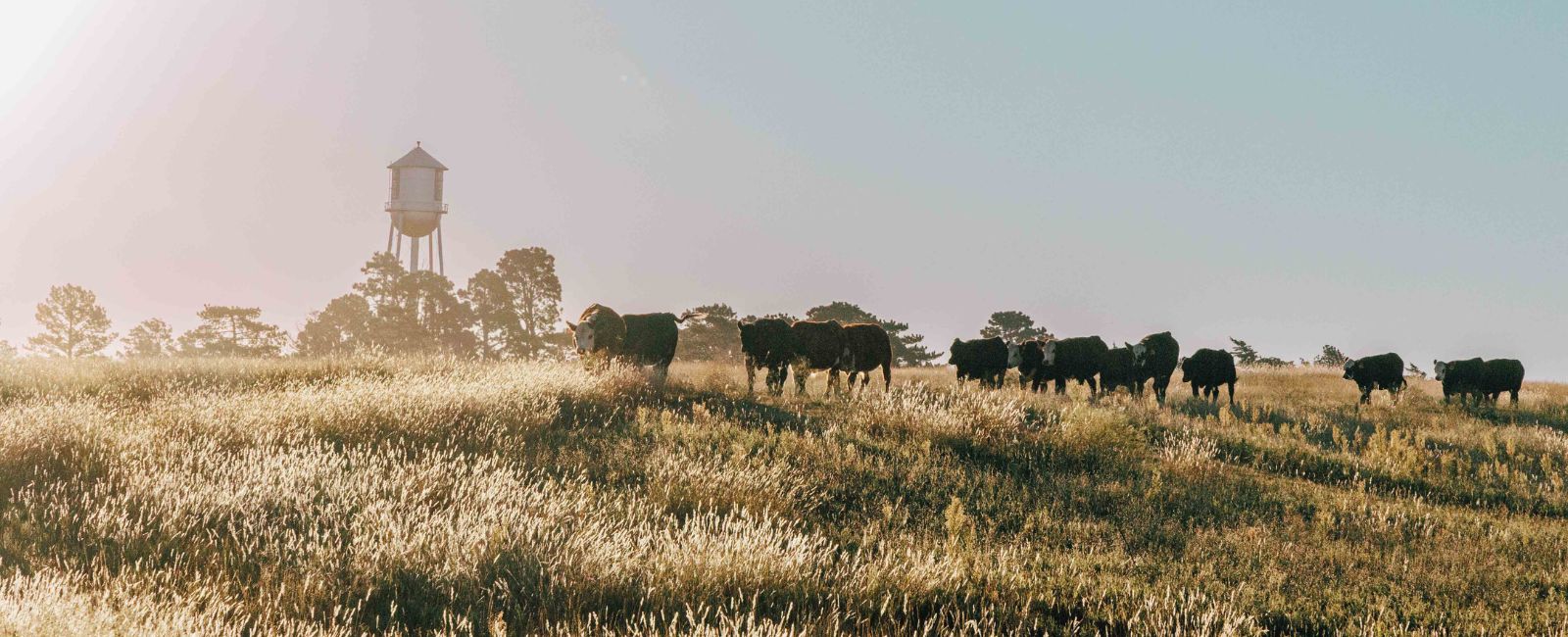 photo of cows with calves at side grazing