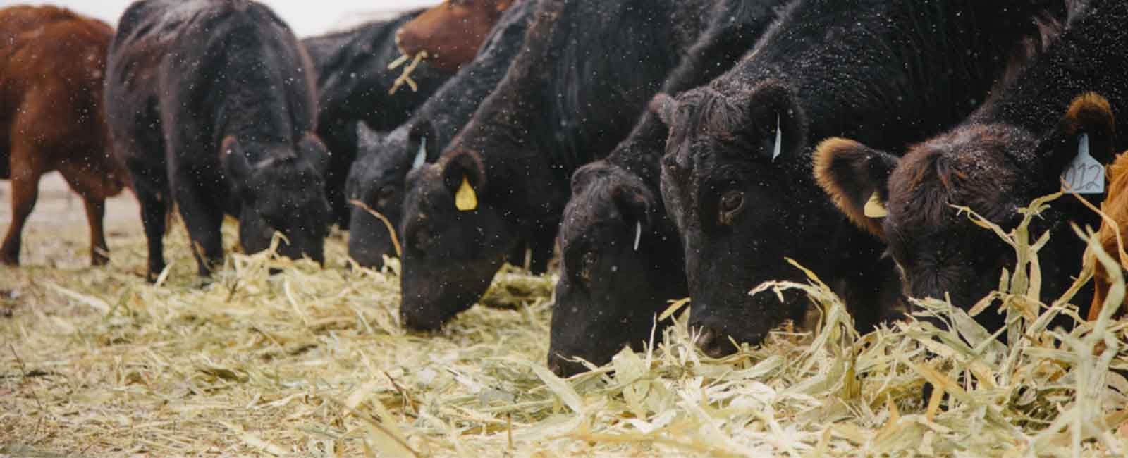 photo of beef cattle feeding on forage in winter