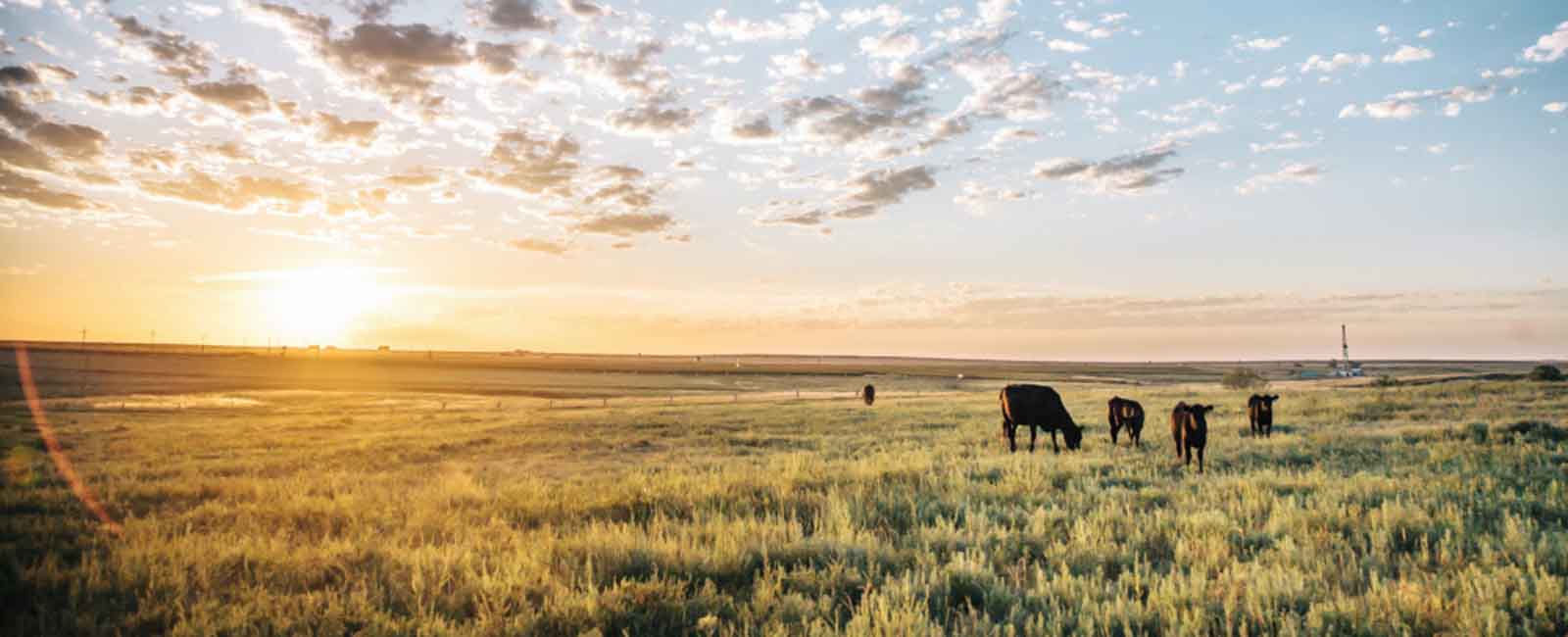 photo of cattle on shortgrass prairie in the spring