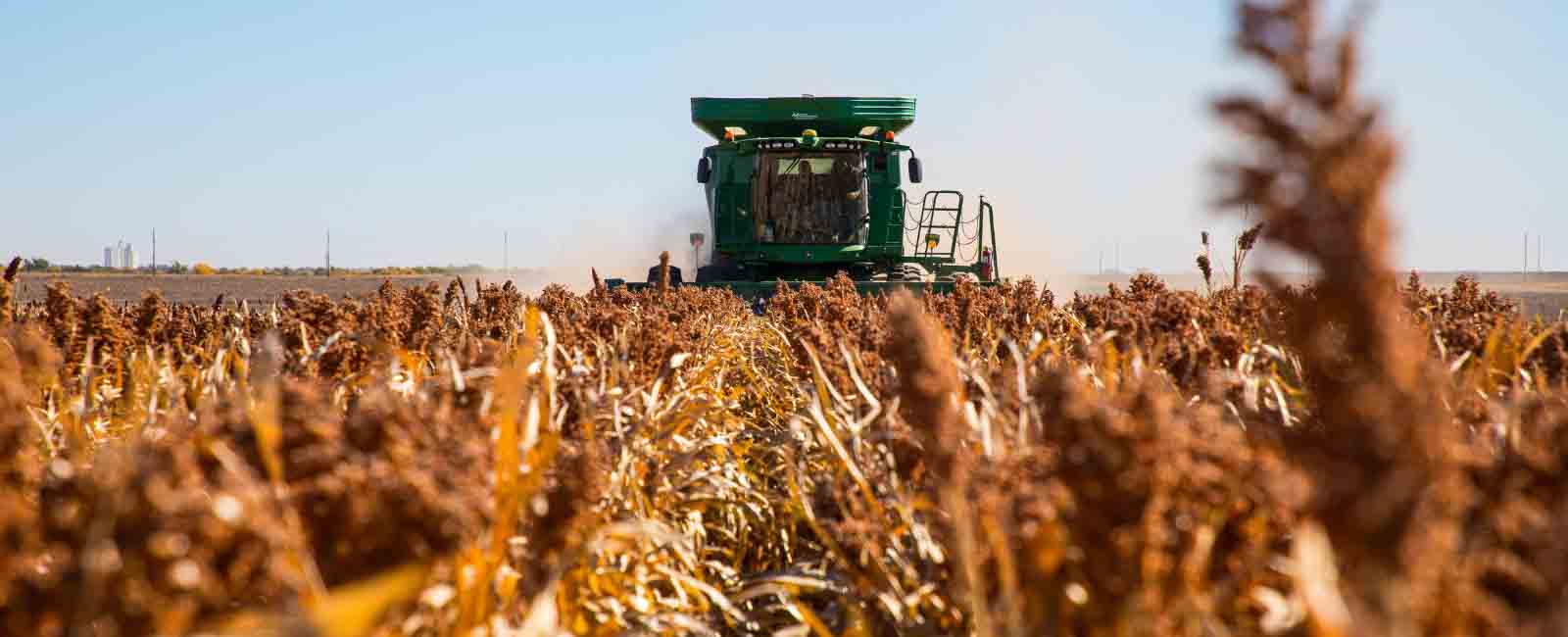 photo of a John Deere combine harvesting sorghum in western Kansas