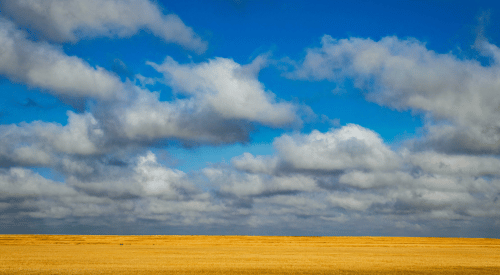 photo of wheat on the Kansas high plains