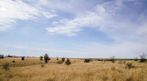 A photo showing woody encroachment on native prairie. 