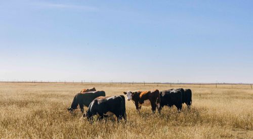 Stockers grazing shortgrass prairie in western Kansas