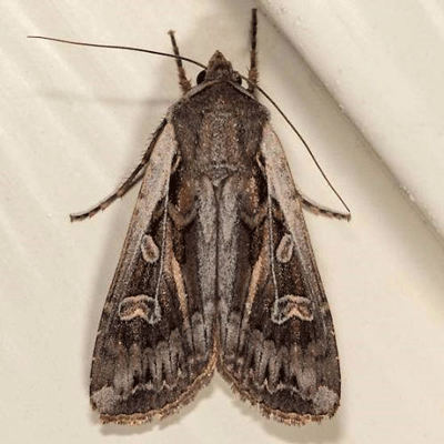 photo of a miller moth, or adult army cutoworm. 