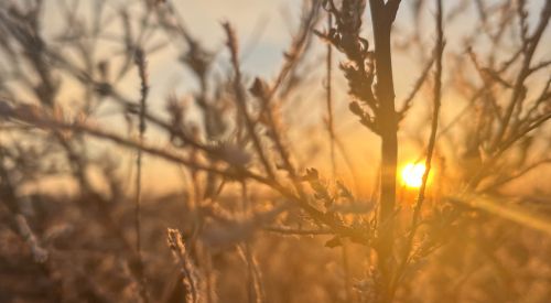 photo of kochia at sunset