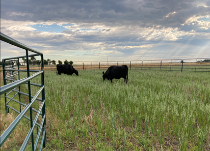 Cattle grazing cover crops at the ARC-Hays