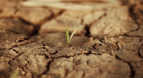 plant growing in dry soil