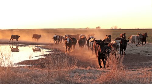 cattle moving over a drought pasture