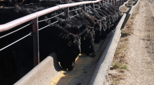 black cattel feed at a grain bunk