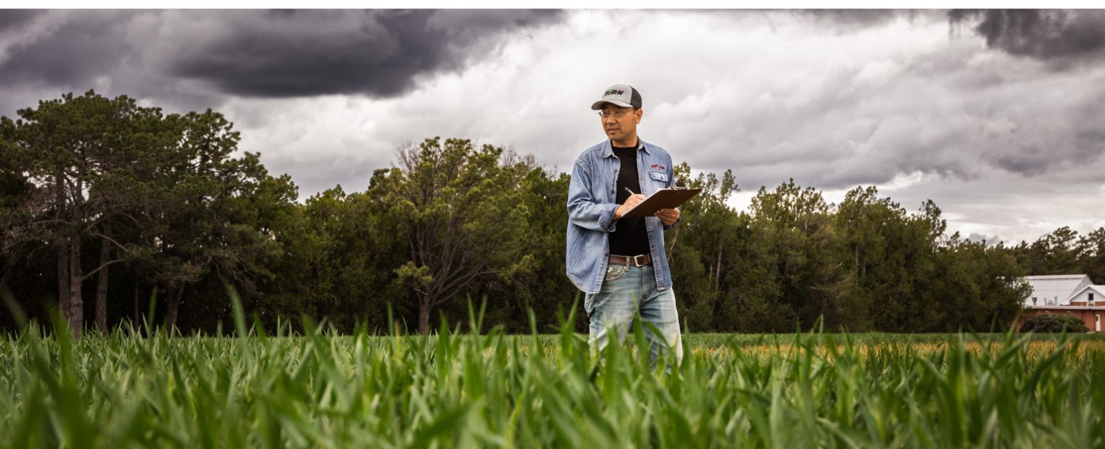 Photo of wheat on the high plains of western Kansas