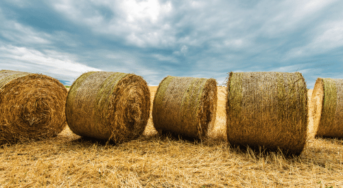 picture of a line of round bales