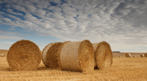 hay bales in a field