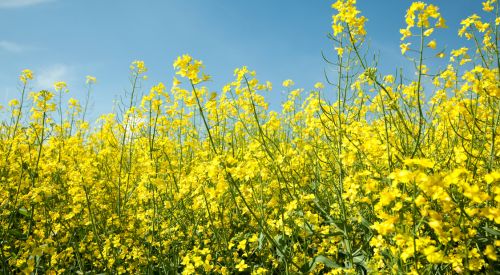 canola