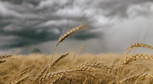 Ripe wheat and storm clouds