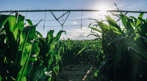 Corn and irrigation pivot