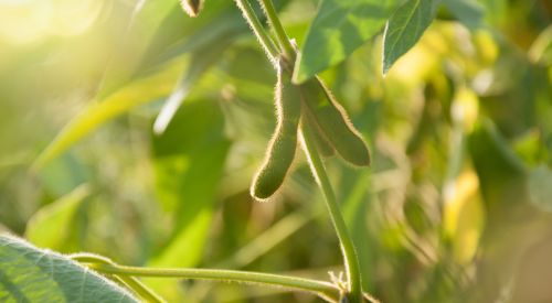 Soybean in field