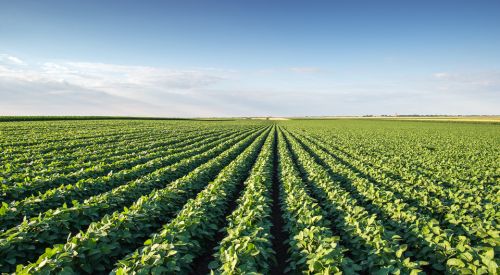 Soybean Field