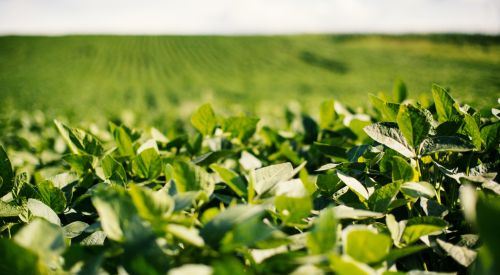 Soybean Field