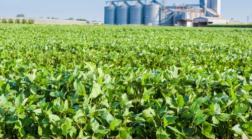 Soybean Field